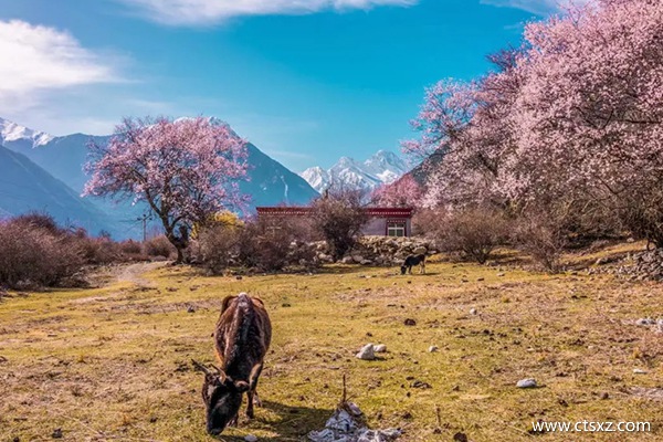 林芝的桃花什么时间开得好